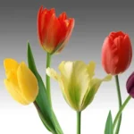 3D Flower Customized Wall Covering Design | Bring Nature's Elegance Indoors - 290 - Image 2