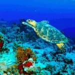 Latest 3D Designs for Flooring Transform Your Space with Print on Demand wallpaper- 16